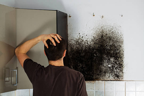 Mold Remediation for Vacation Homes